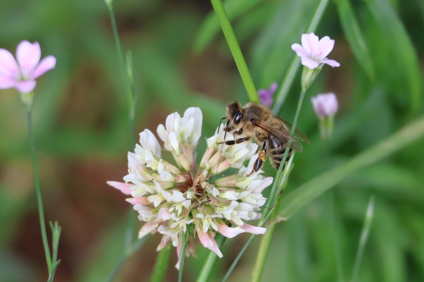 Why The Honey Sisters Are Your Go-To for European Honey